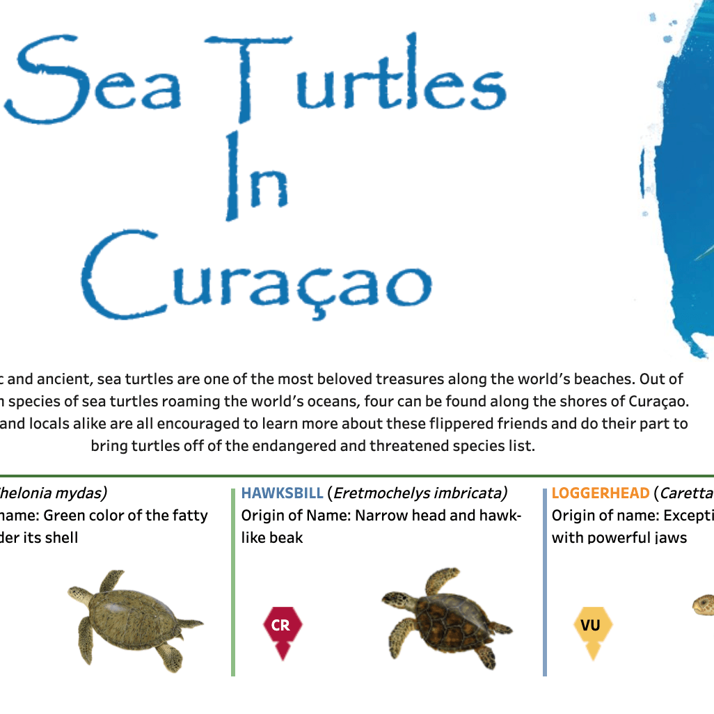 Zu Meeresschildkröten in Curaçao